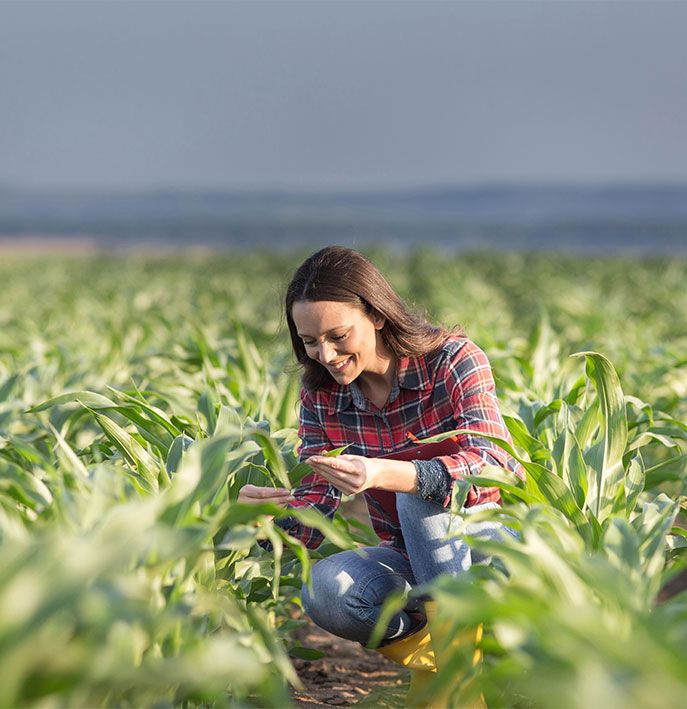 Lady in field inspecting crop