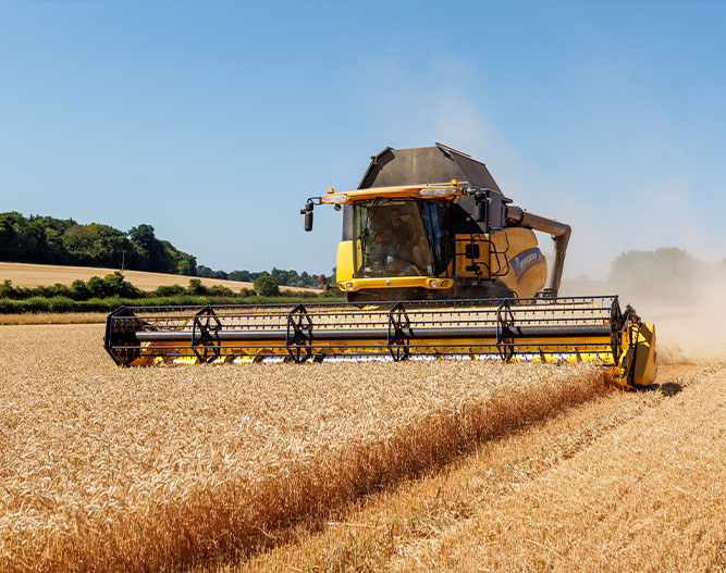 Wheat field with combo harvester