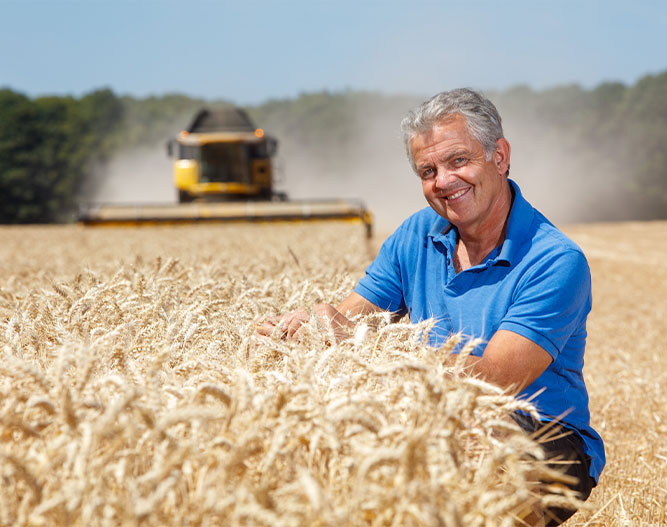 Man in a field whilst wheat is harvested